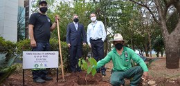 Em comemoração ao “Dia da Árvore” TRE-MS realiza plantio de Ipê Amarelo